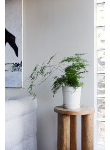 DONICZKA ELISE, ŚREDNIA BIAŁA