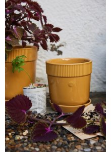 DONICZKA ELISE, MAŁA Ż&Oacute;ŁTA