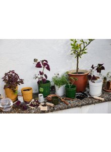 DONICZKA ELISE, ŚREDNIA ZIELONA